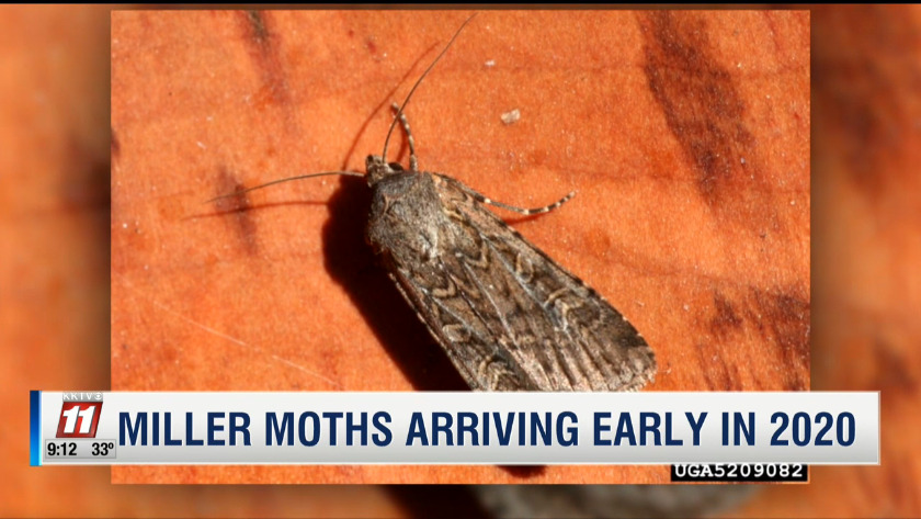Why Are There So Many Moths Outside My House 2020
