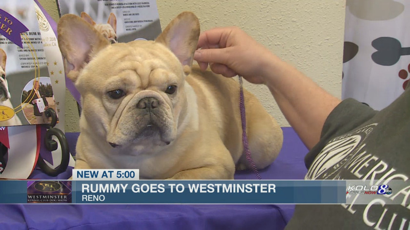 westminster french bulldog 2019