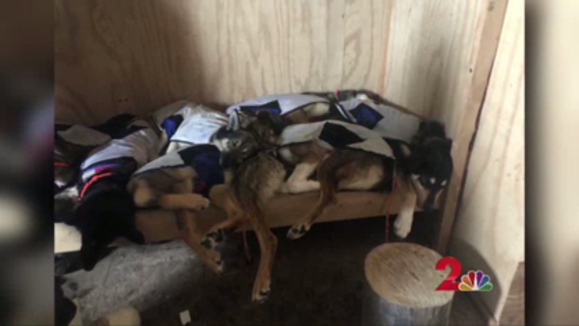 Dispatches From The Trail Deedee On Nicolas Petit S Dog Team
