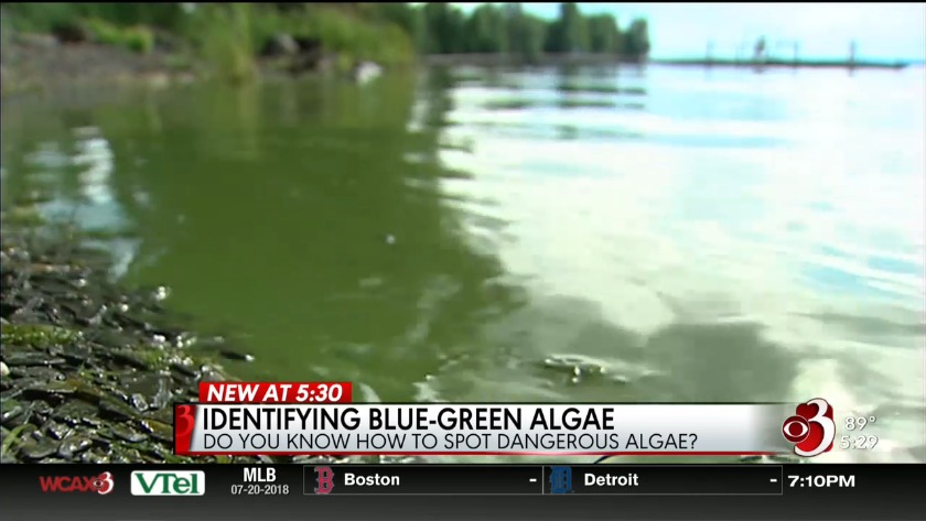 Five things you need to know about blue-green algae