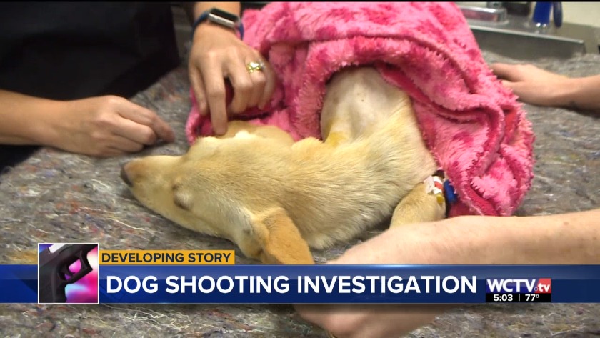 Everett the puppy treated for close-range gunshot wounds