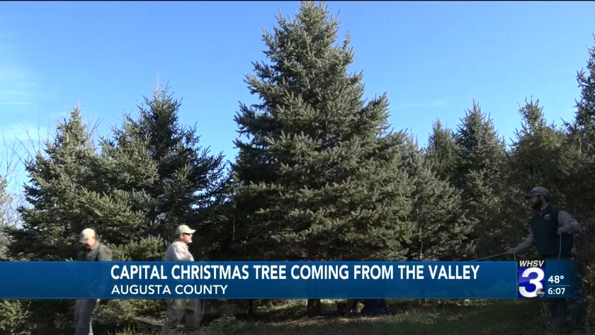 Augusta County Tree Lights Up Annual Virginia Capitol Christmas Event Augusta County Tree Lights Up Annual
