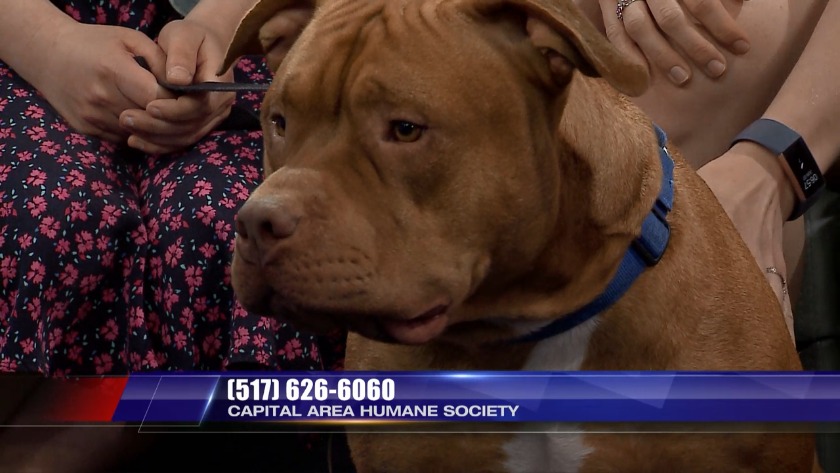 Lansing, Jackson, Michigan | WILX News 10 | The Breaking News and ...