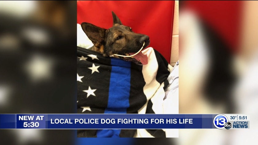 Police Dog From Deshler Fighting For His Life